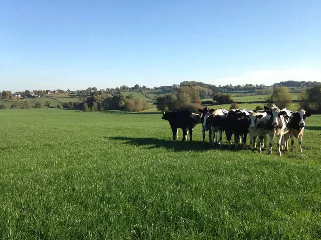 Koeien in een glooiend weiland in het Geuldal