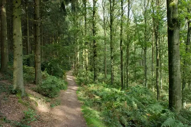 Wandelpad door het Vijlenerbos